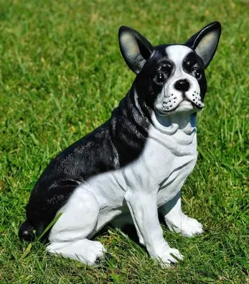 Buldog francez