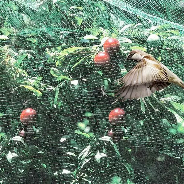 Plasa anti păsări 4x10m verde