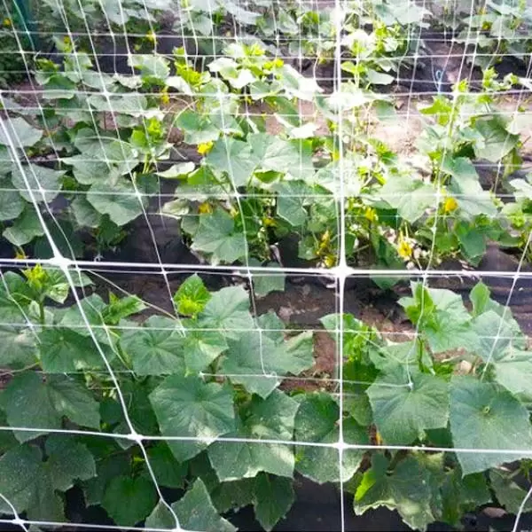 Plasa 2x10m albă, verticală p/u plante  