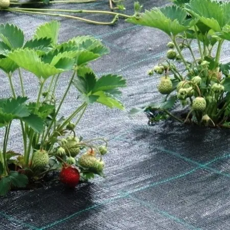 Membrana Agrotextil 90 g/m²