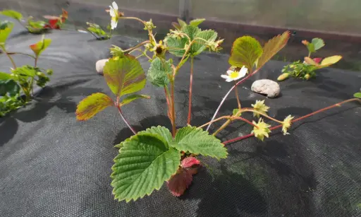 Membrana Agrotextil Spunbond 60 g/m² (metru)