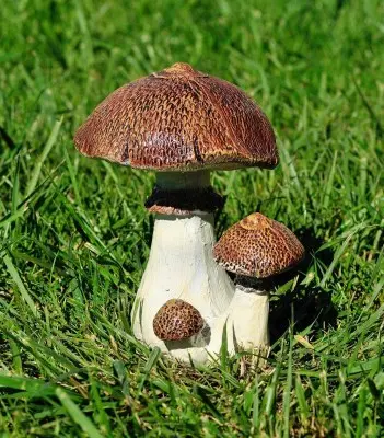 Ciupercuța umbreluța