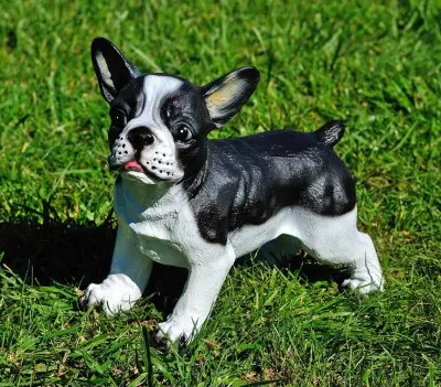 Buldog francez în picioare